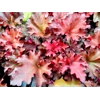 Heuchera 'Taeberry' indian Summer Series