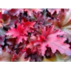 Heuchera 'Taeberry' indian Summer Series