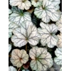 Heuchera 'Flores Sea'