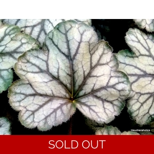 Heuchera 'Flores Sea'