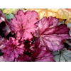 Heuchera 'Wild Rose'