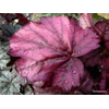 Heuchera 'Wild Rose'