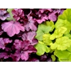 Heuchera 'Wild Rose'