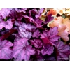 Heuchera 'Wild Rose'