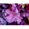 Heuchera 'Wild Rose'