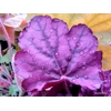 Heuchera 'Wild Rose'