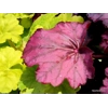 Heuchera 'Wild Rose'