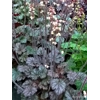 Heuchera 'Isla'