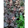 Heuchera 'Isla'
