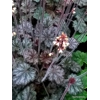 Heuchera 'Isla'