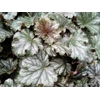 Heuchera 'Isla'