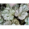 Heuchera 'Isla'