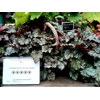 Heuchera 'Isla'