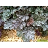Heuchera 'Isla'