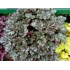Heuchera 'Isla'