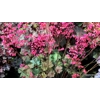 Heuchera 'Lily the Pink'