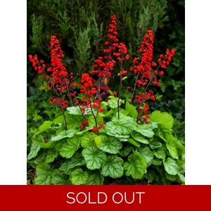 Heuchera 'Appletini'