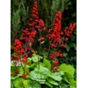 Heuchera 'Appletini'