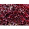 Heuchera 'Cherry Truffles'