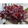Heuchera 'Cherry Truffles'