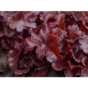 Heuchera 'Cherry Truffles'