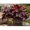 Heuchera 'Cherry Truffles'