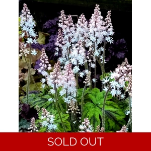 Tiarella 'Special Star'