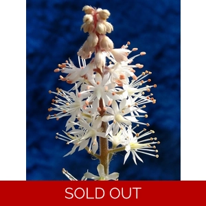 Tiarella 'Emerald Ellie'