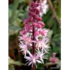 Tiarella 'Raspberry Sundae'