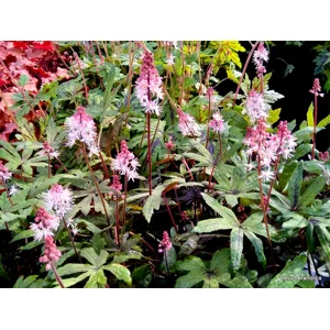 Tiarella 'Raspberry Sundae'