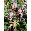 Tiarella 'Raspberry Sundae'