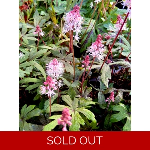 Tiarella 'Raspberry Sundae'