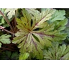 Tiarella 'Sylvan Lace