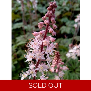 Tiarella 'Sylvan Lace