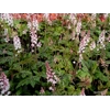 Tiarella 'Sylvan Lace