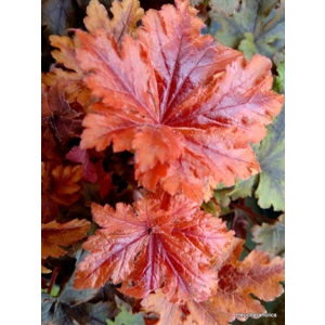 Heucherella 'Hopscotch'