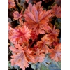 Heucherella 'Hopscotch'
