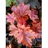 Heucherella 'Hopscotch'