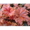 Heucherella 'Hopscotch'