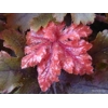 Heucherella 'Hopscotch'