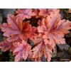 Heucherella 'Hopscotch'