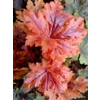 Heucherella 'Hopscotch'