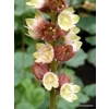 Heuchera 'Floral Duet'