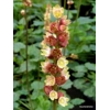 Heuchera 'Floral Duet'