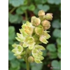 Heuchera 'Floral Duet'