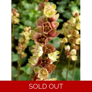 Heuchera 'Floral Duet'