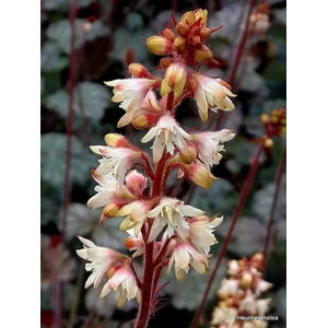 Heuchera 'Isla'