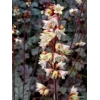 Heuchera 'Isla'