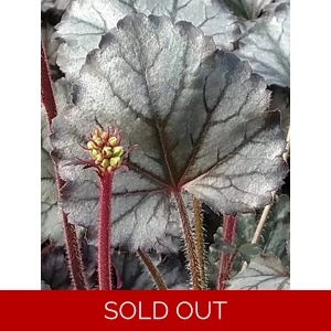 Heuchera 'Lymington Lights'