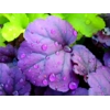 Heuchera 'Wildberry'